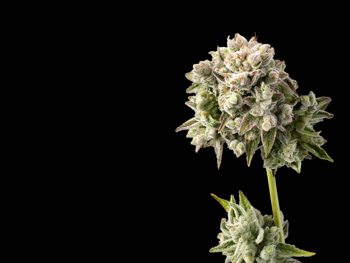 What Does Good Weed Actually Look Like?