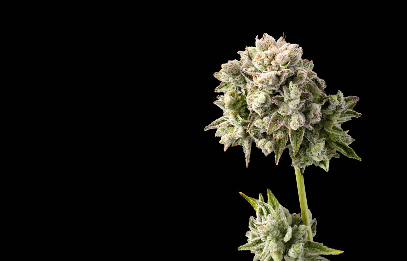 Original Guide to Drying and Curing Marijuana Buds