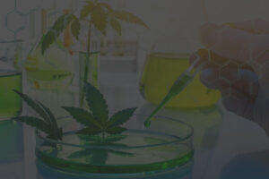 Research and Development: The Science Behind Premium Cannabis