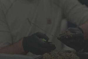 Cannabis Legalization Creates 200,000+ Jobs, Billions in Revenue