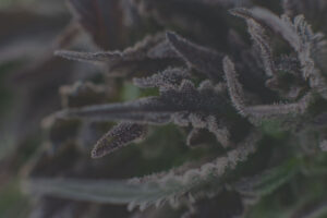 close-up shot of cannabis flower