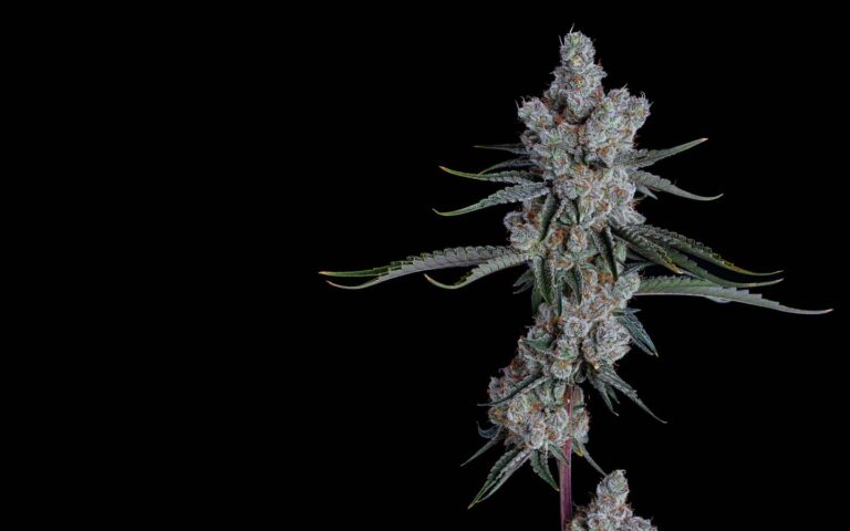 Happy Valley Candy Store 38 Cultivar